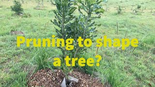 Pruning to shape a macadamia tree?