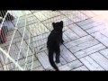 浜松市動物園　クロヒョウっ仔 の動画、YouTube動画。