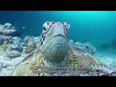 Video: Red-Eared Slider Turtle