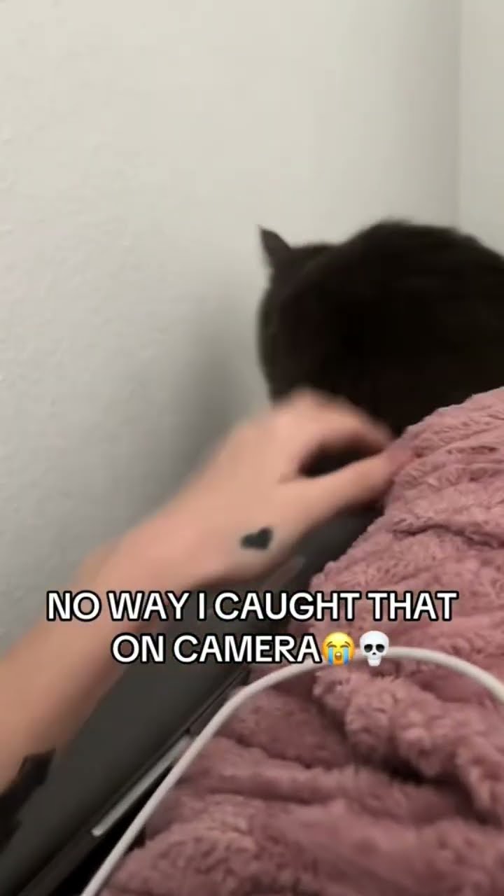 Kittyo on that bully time they like how this happen