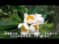 イジュの花 梅雨時期に咲く石垣島の花