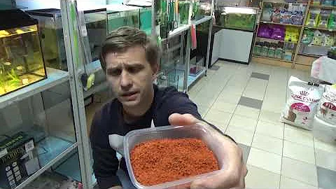 Кормлю Тернецию ! Какая реакция на корм Тетра Дискус? Будет ли она его кушать?