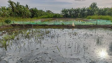 Tới Nơi Kiểm Tra Nước Ao Xử Lý Thuốc Và Thả Ốc Bươu Đen Giống Cho Khách Ở U Minh Cà Mau