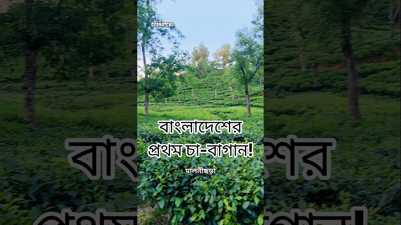 Malnicherra Tea Estate | The Historic Cradle of Bangladesh's Tea Industry #sylhet #shorts