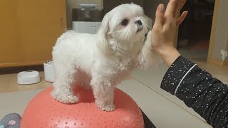 Treats encourage a puppy Maltese to exercise