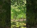 уточки