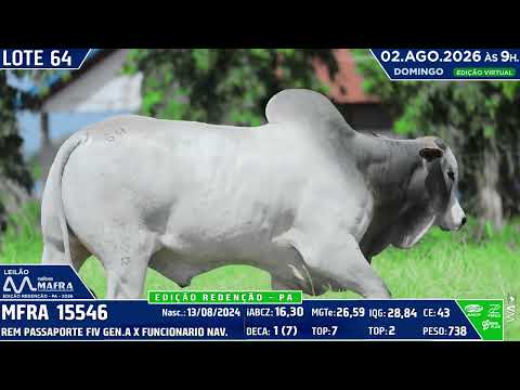 LOTE 64