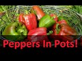 Growing Peppers In Containers Or Pots
