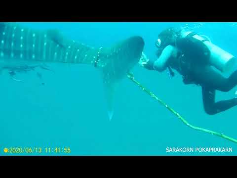 Thai divers attempt to cut off rope from whale shark's tail