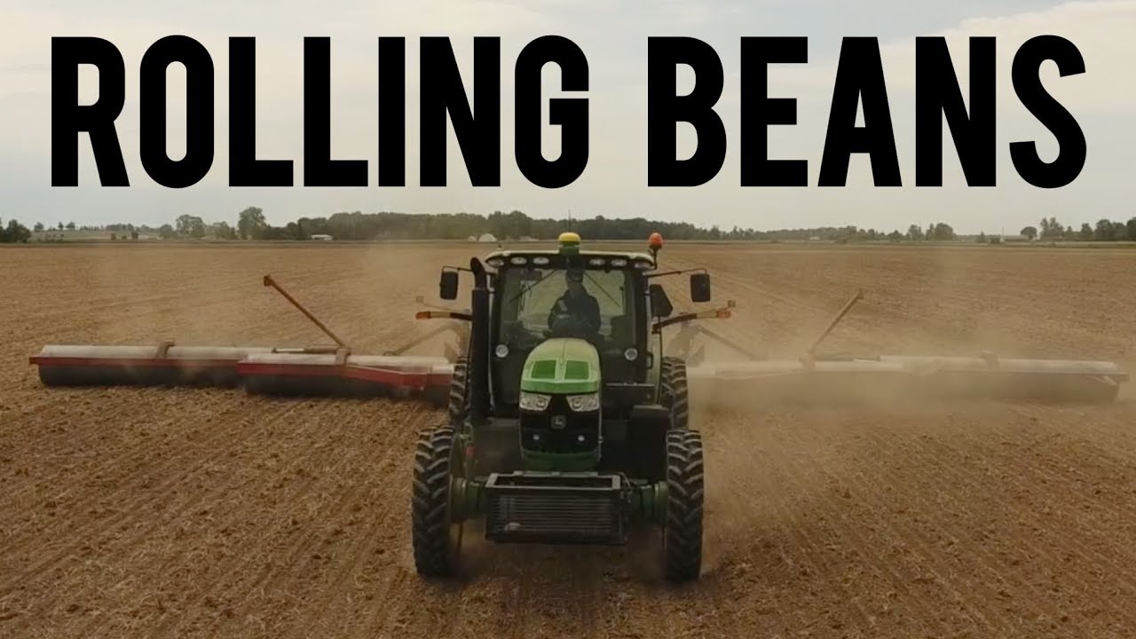 Rolling Dry Beans & Soybeans | Does it increase yield or reduce stands? VLOG 9