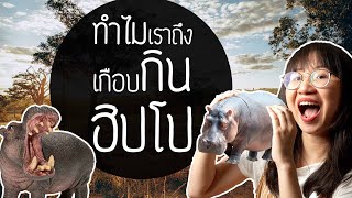 เมื่อเราเกือบกินเนื้อฮิปโปเป็นอาหารหลักแทนเนื้อวัว | Point of View