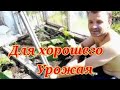 Обрезка помидоров, Плодоношение помидор