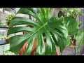 Monstera Storytime | Dealing with Thrips & Different Methods I Tried