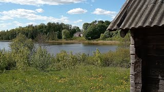 🏡🦢БЕЛАРУСКАЯ ДЕРЕВЕНЬКА НА КРАЮ. Наше озеро с Лебедями,утками и рыбами!)10 МАЯ.☔Дождик.Браславщина