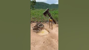 Underground Bird Trap - Quail Trap # creative bird trap #shorts