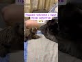 #monkey #babymonkey #exotic #animals #exoticpets #reccomended #cute #pets #marmoset #marmosetmonkey