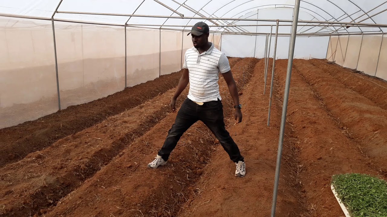 Greenhouses in Kenya