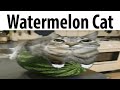 Watermelon cat