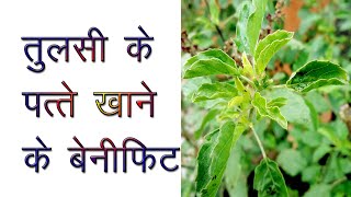 तुलसी के 100 फायदे (Tulsi Ke Benifit) in Hindi By Rochak Tips screenshot 2
