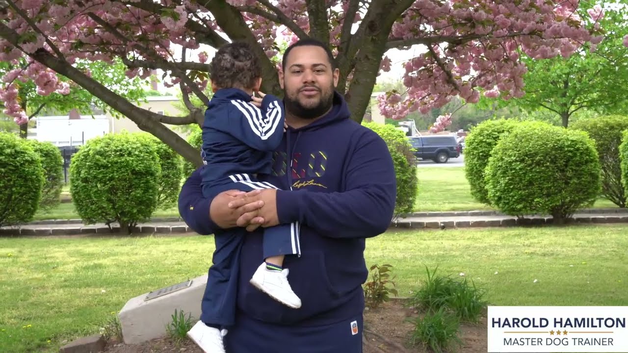 Michael and Draco's Dog Training Story - Harold Hamilton - Master Dog Trainer - Long Island, NY