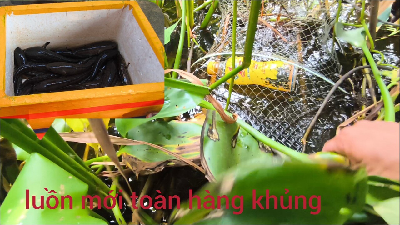 Luồn lờ mới cuối năm kiếm cá về ăn tết chạy toàn cá bự