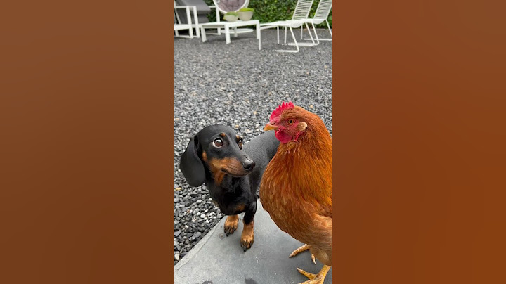 Coco has an obsession with the chicken. #dachshund #unlikelyfriends #dogs