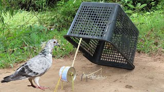 Creative New Method Pigeon Trap Using Basket & Milk Cans - Easy Unique Pigeon Trap