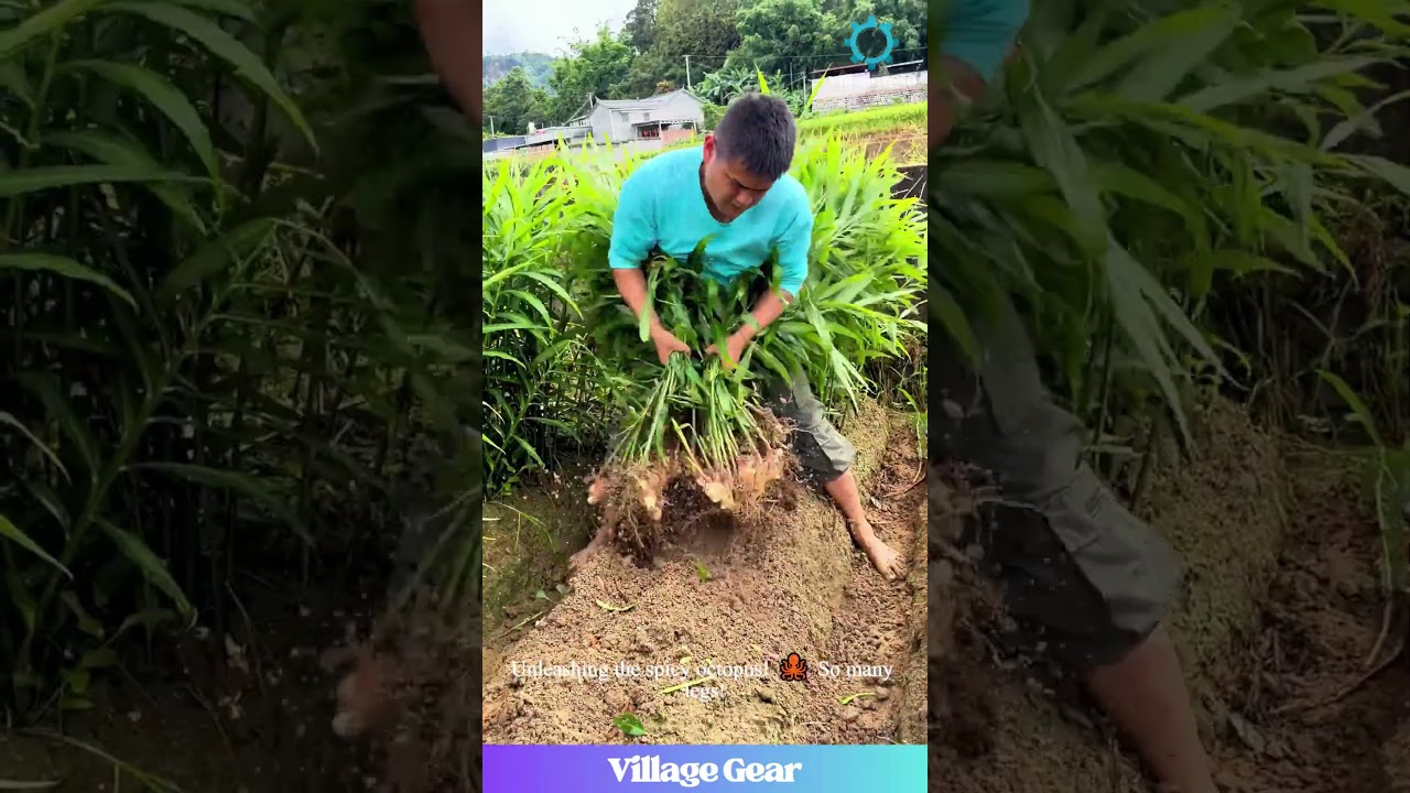 That's Not a Plant, That's a Whole SPICY Octopus! 😂 This Ginger Harvest is WILD! You Have to See It!
