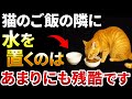 【これは残酷です…】あなたが知らずに“猫の命を削っている”日常の習慣7選