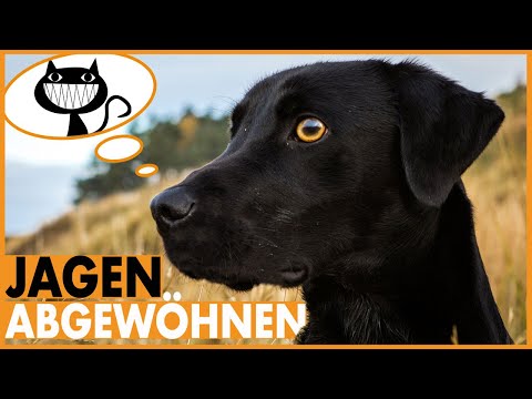 Video: Wie Sie Ihrem Hund Beibringen, Nicht Auf Katzen Zu Hetzen