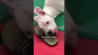 TwoLegged Dog Has Cutest Reaction To His Foster Puppies | The Dodo