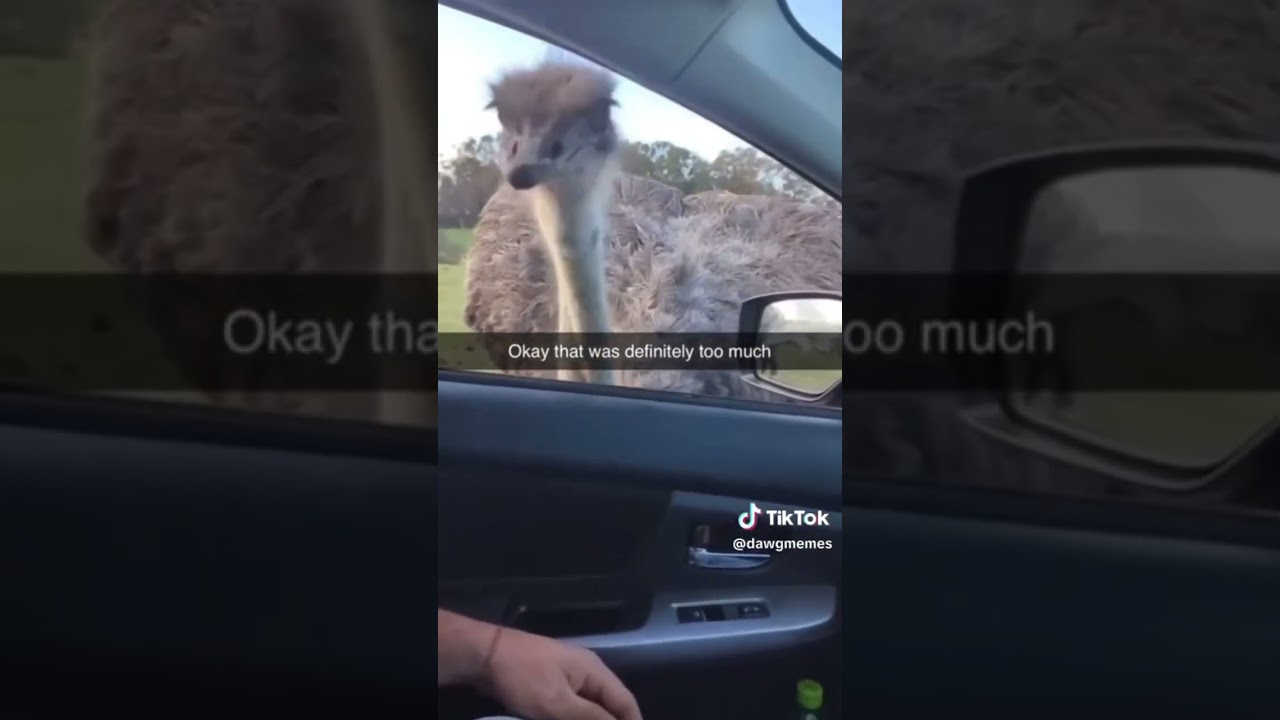 ⁣feeding ostrich and a cow showed up #animals #wildlife #cattle