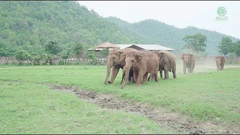 Elephants Run To Greeting A New Rescued Baby Elephant - ElephantNews