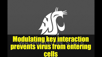 Modulating key interaction prevents virus from entering cells