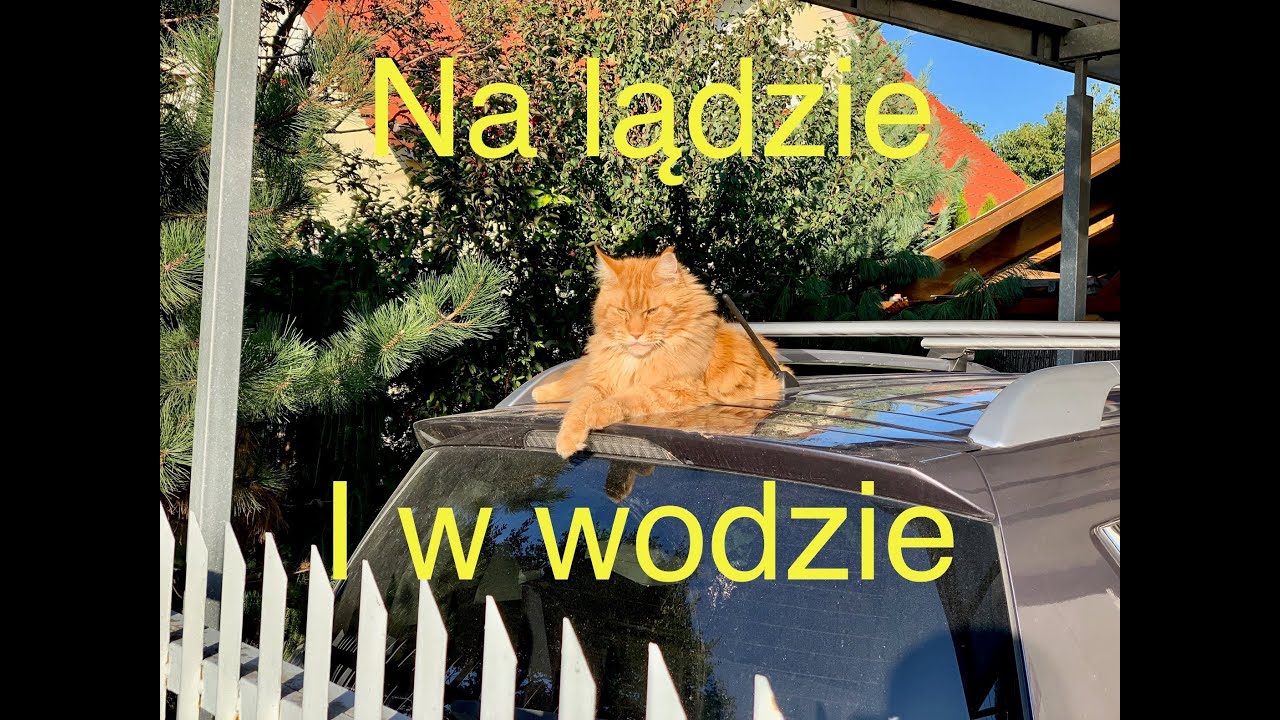 Sprawdzian Z Przyrody Klasa 4 W Wodzie I Nad Wodą Przyroda klasa 4, warunki życia na lądzie i w wodzie. - YouTube