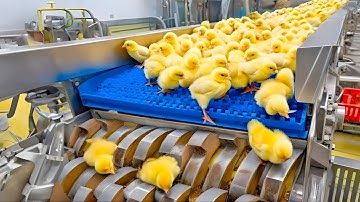Inside the Chicken Mega Factory – Egg Incubation to Broiler Raising to Chicken Meat (Full Process)