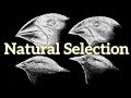 Understanding Natural Selection