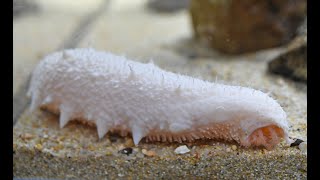 かんさいアニマルズ ねずみ年に幸運を呼ぶ？白い”海鼠”（ナマコ）