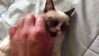 Самый суровый кот в мире Самый суровый кот в мире