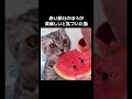 明るい緑色の目をした好奇心旺盛なトラ猫が、人の手に持たれた一切れのスイカと初めて対面する瞬間を収めた映像だ。のサムネイル