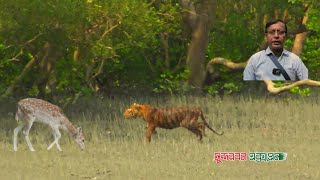 যে দুই কারণে সুন্দরবনে বাঘ, কুমির, সাপ, হরিণ বেড়েছে ।। That is why tigers increased in the Sundarban