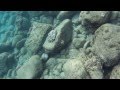 Southeast kauai snorkeling  hawkfish