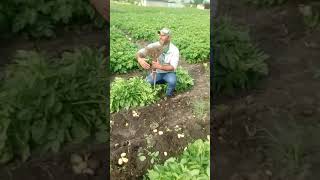 Kartof Sahesi Cellilabad