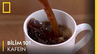 Bilim 101 | Kafein