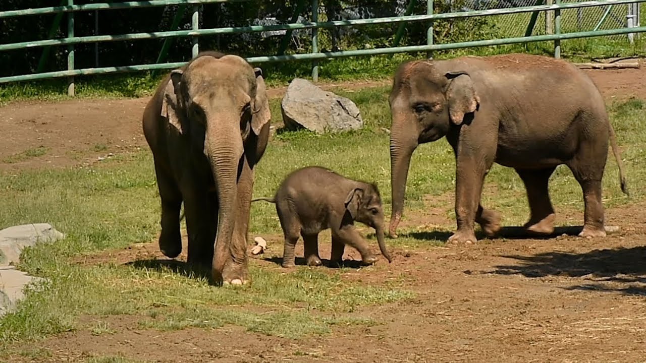 Rosamond Gifford Zoo Admission