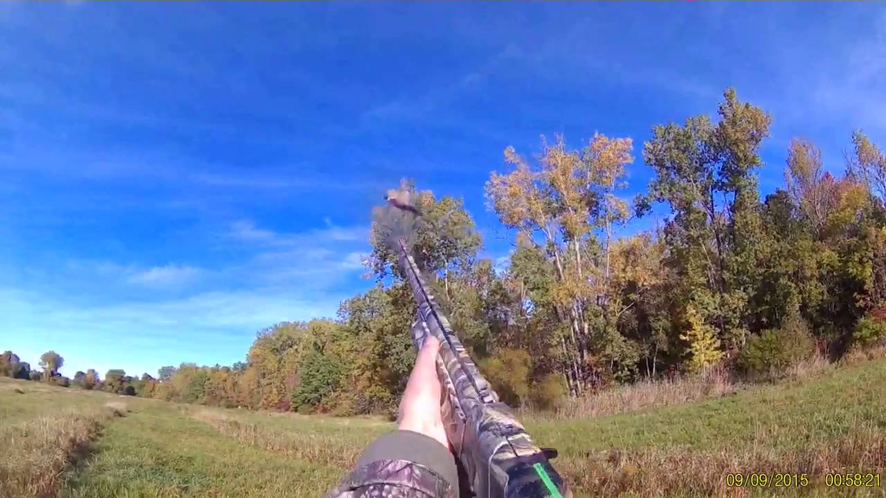 2016 Alabama Swamp pheasant hunting, Buffalo, NY YouTube