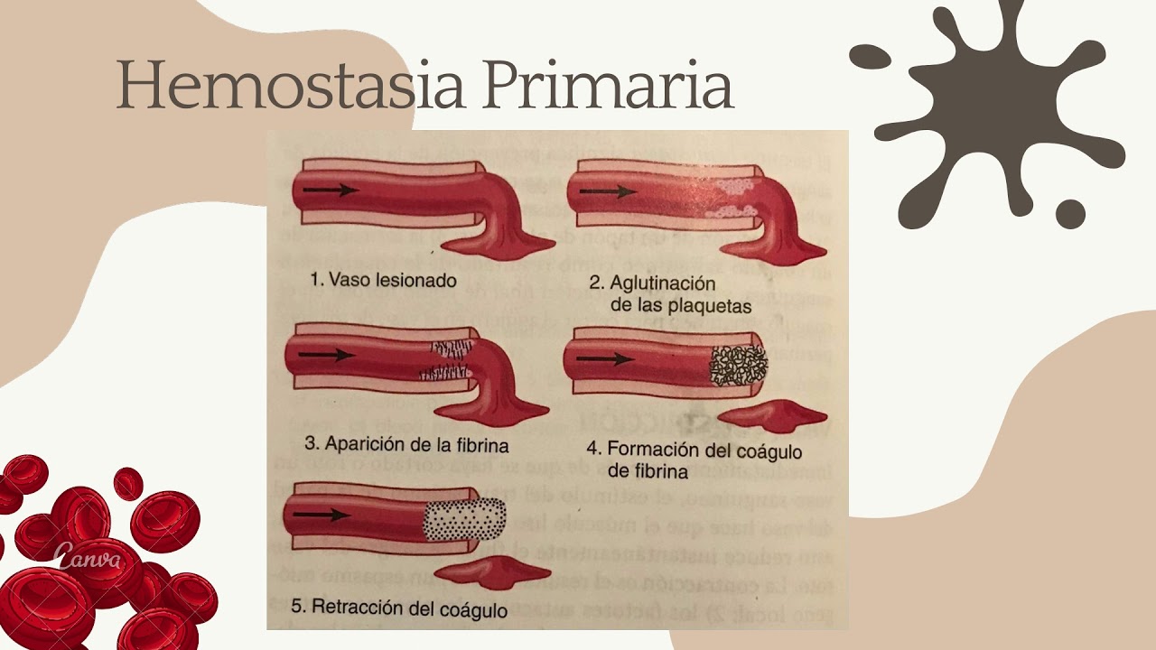 Para que sirven las plaquetas