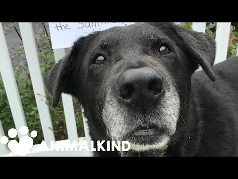 Video: AKTUALIZACE: Sladký starší pes najde milující domov strávit svou poslední prázdninovou sezónu