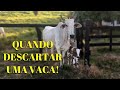 Vou ter que DESCARTAR UMA VACA!!! Quando descatar