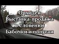 🌺 Орхидеи. Выставка продажа в Словении.  Бабочки и попугаи. Часть 1